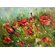 Изображение красный цветов на картине "Поле маков" художницы Нины Дивинской